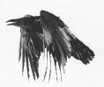 A raven in mid-flight